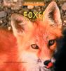Foxes_and_their_homes